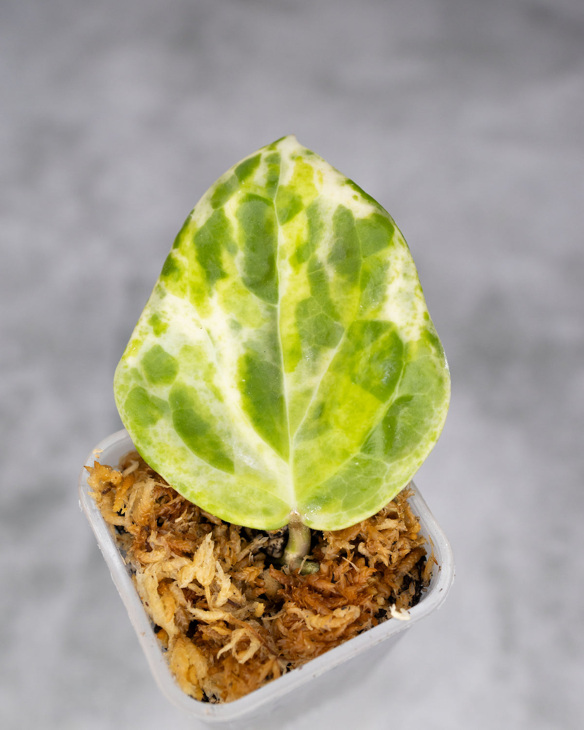 Hoya &