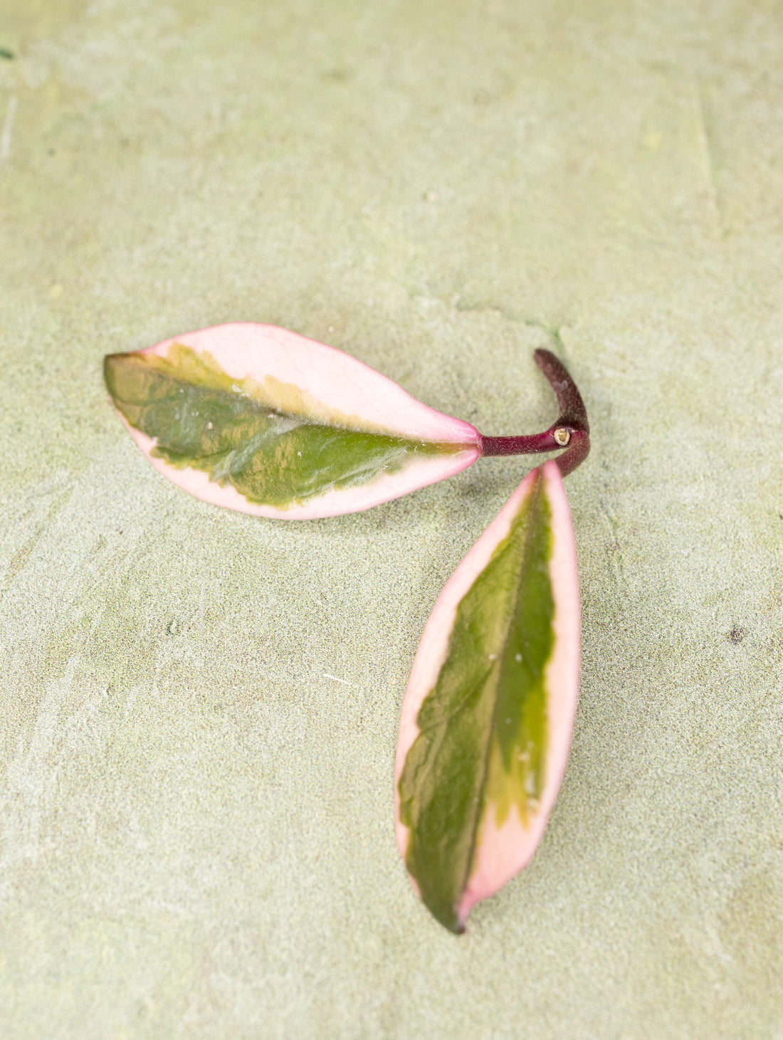 Hoya Carnosa Flamingo Dream