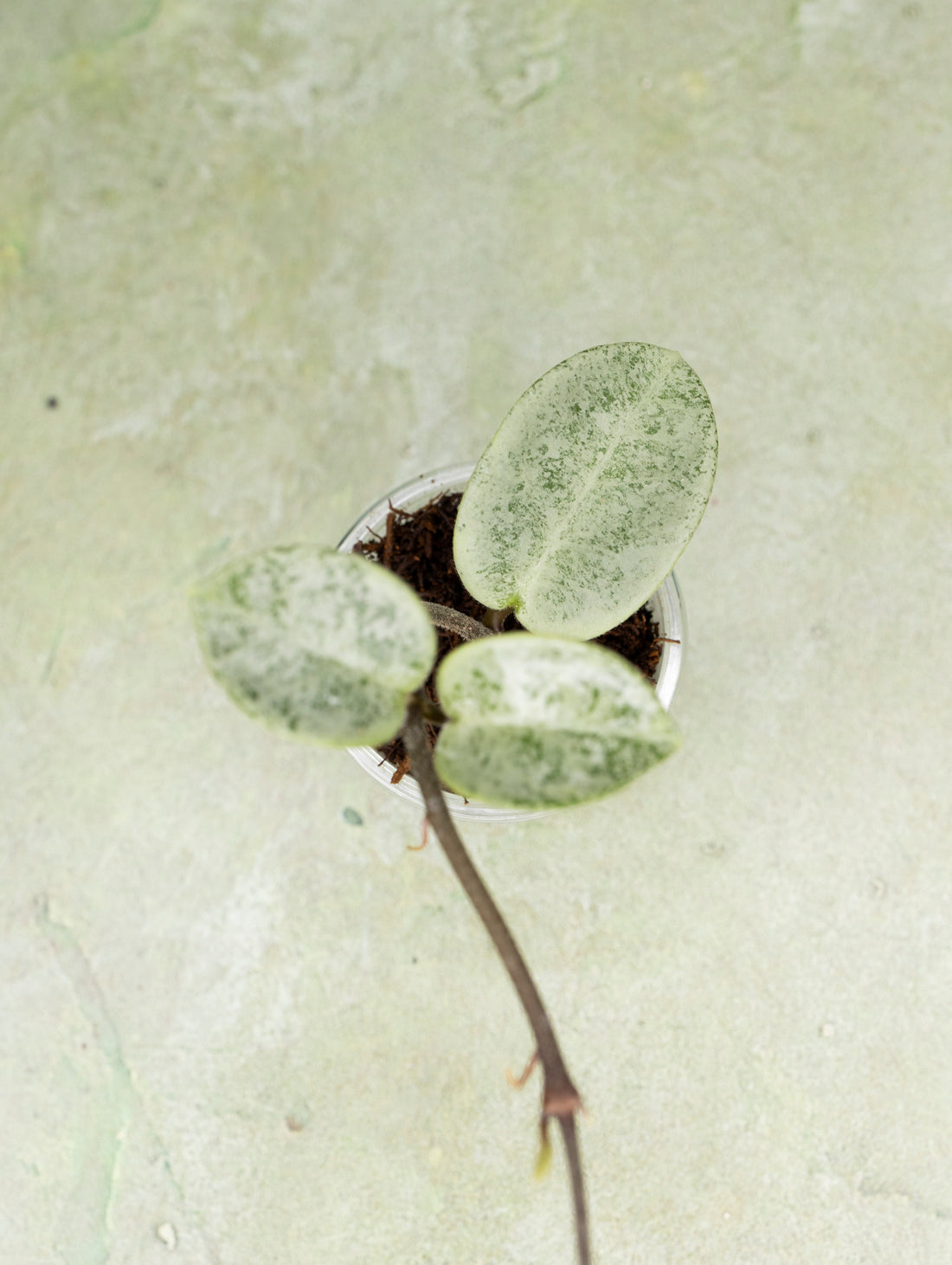 Hoya Carnosa Nova Ghost