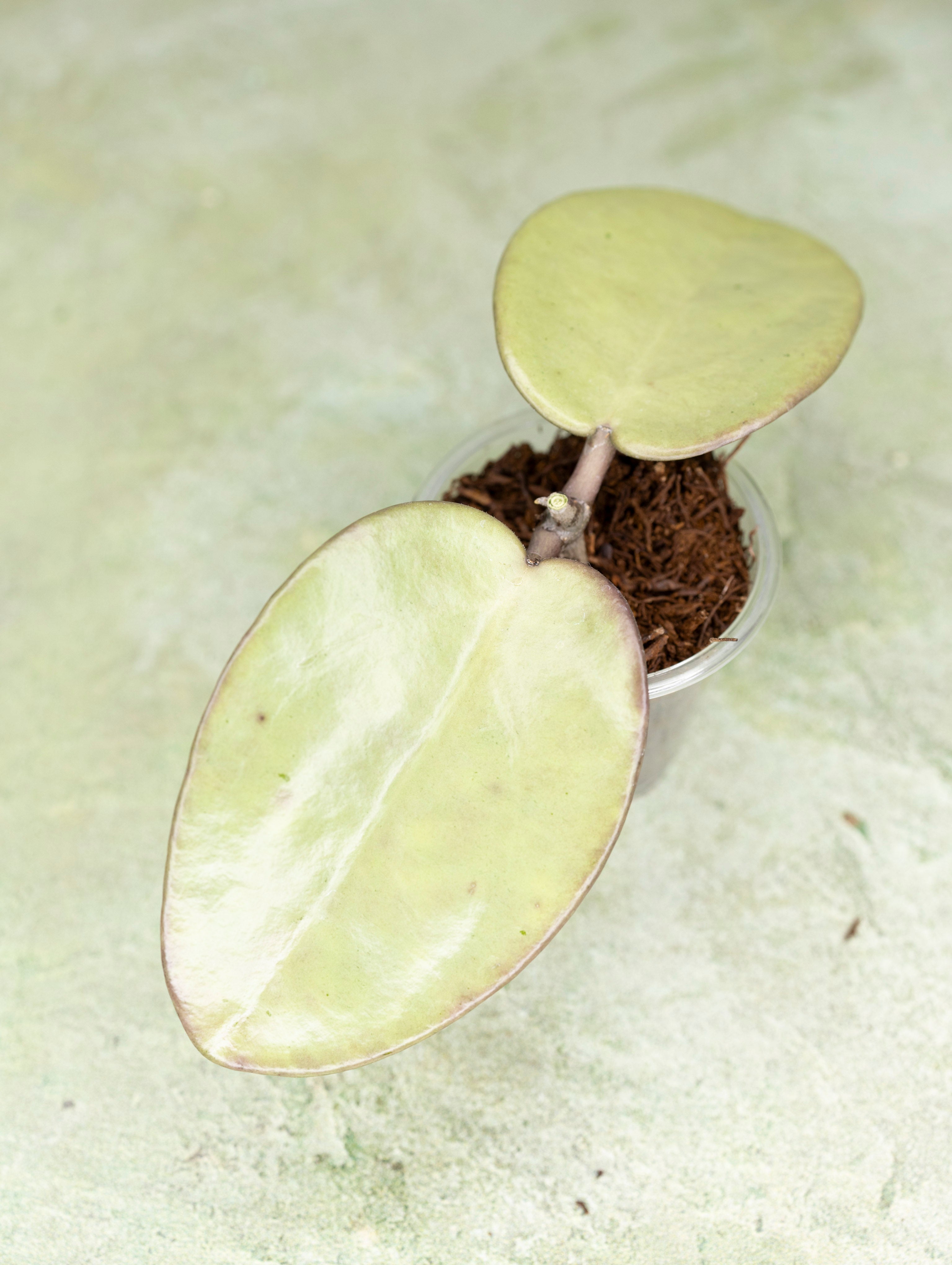 Hoya Carnosa Silver Dollar