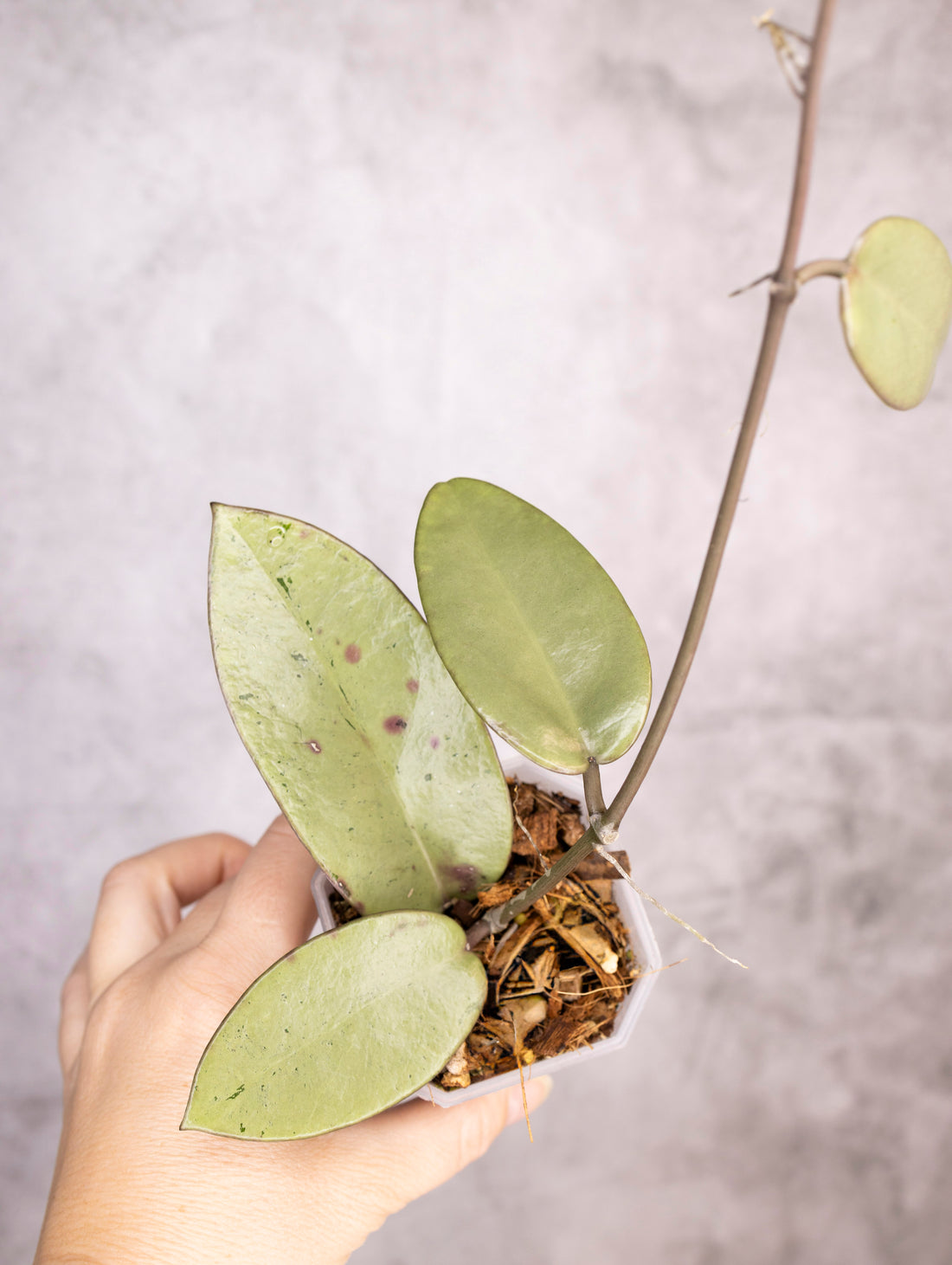 Hoya Carnosa Silver Dollar