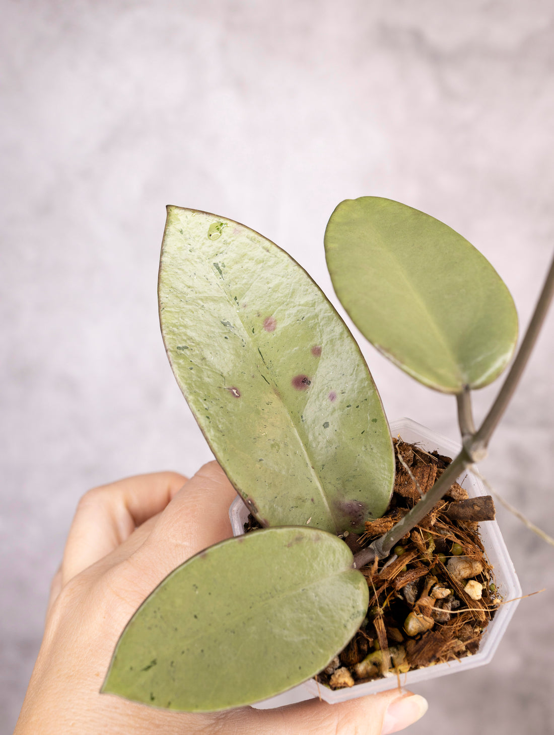 Hoya Carnosa Silver Dollar