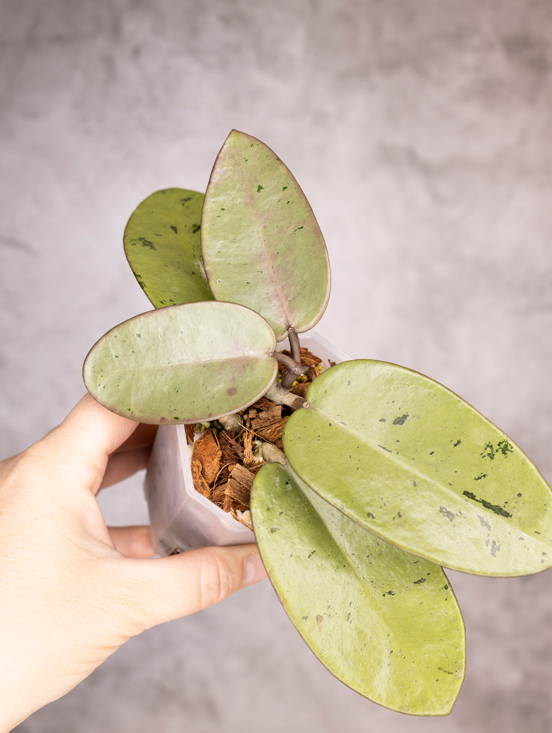 Hoya Carnosa Silver Dollar