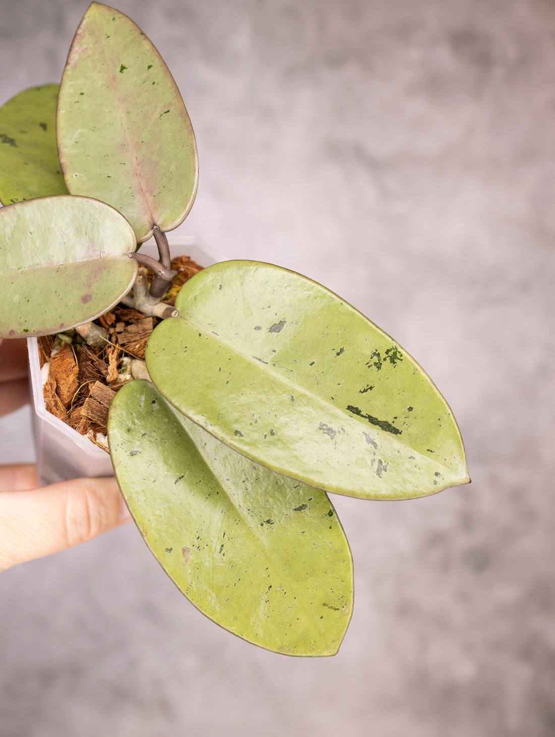Hoya Carnosa Silver Dollar