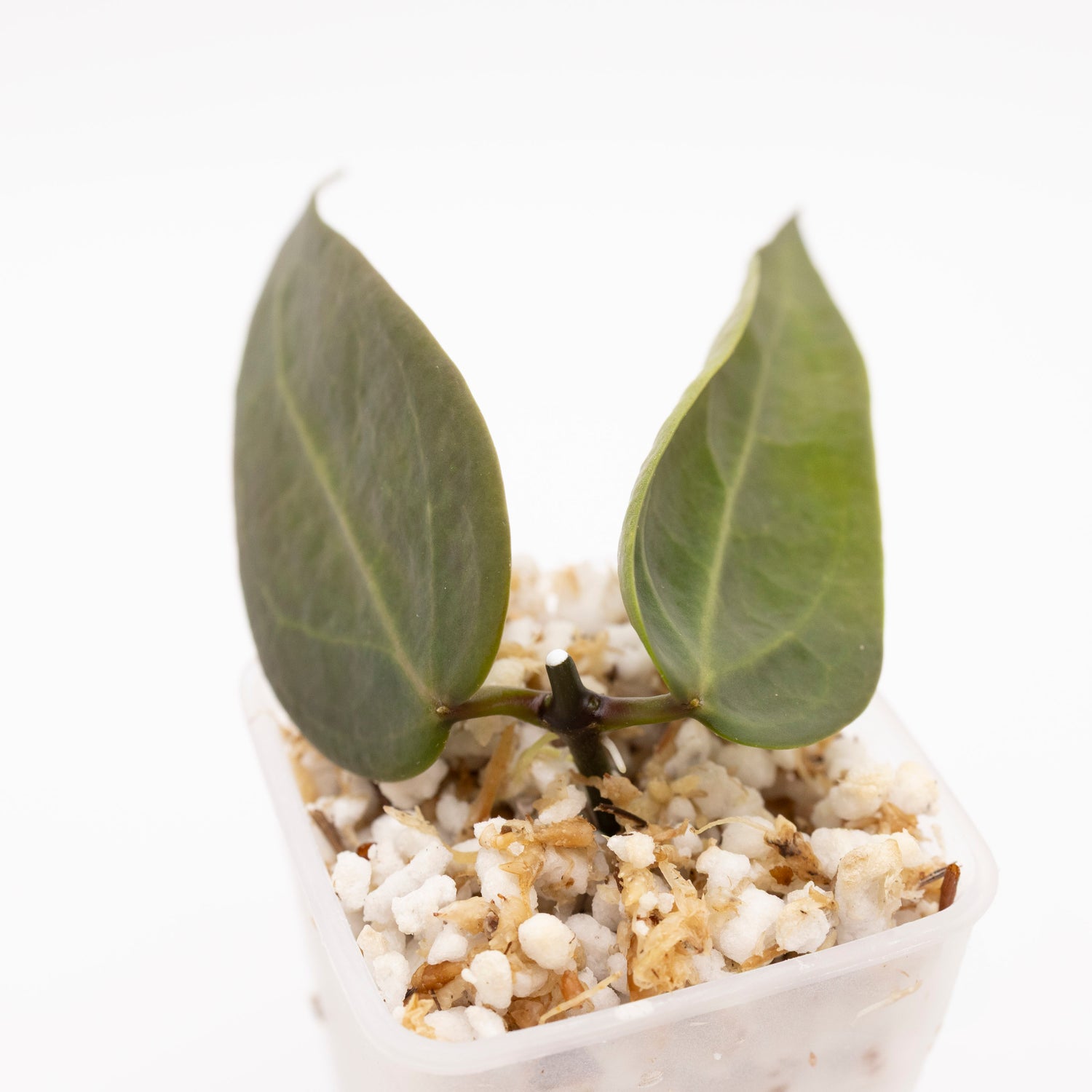 Hoya Carrii NS 13-064