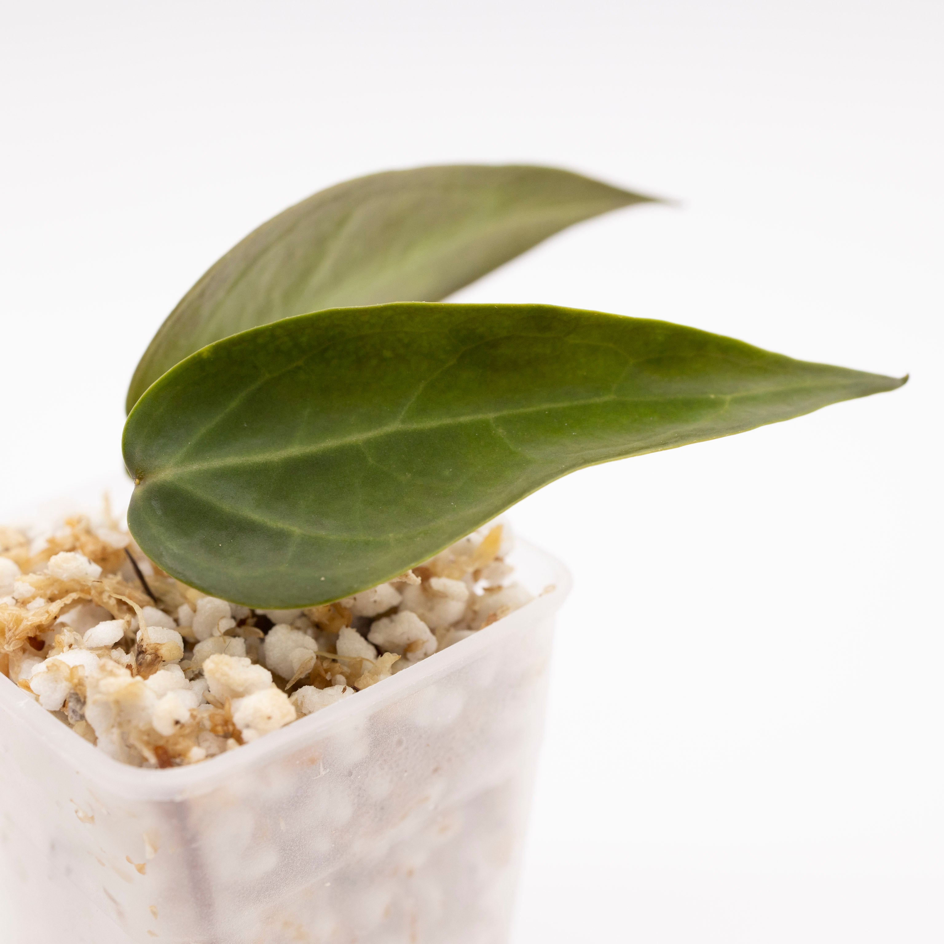 Hoya Carrii NS 13-064
