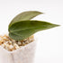 Hoya Carrii NS 13-064