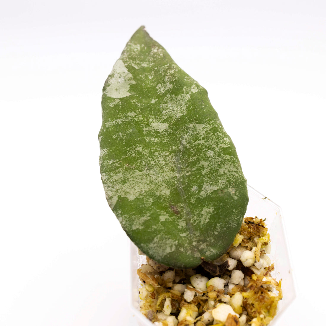 Hoya Caudata Gold
