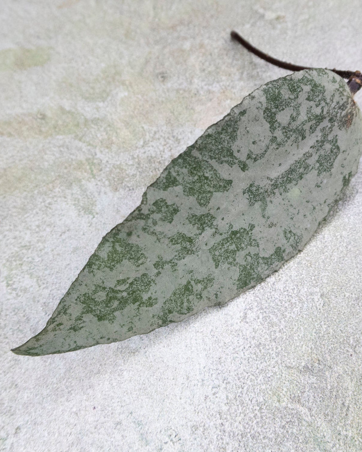 Hoya Caudata Silver