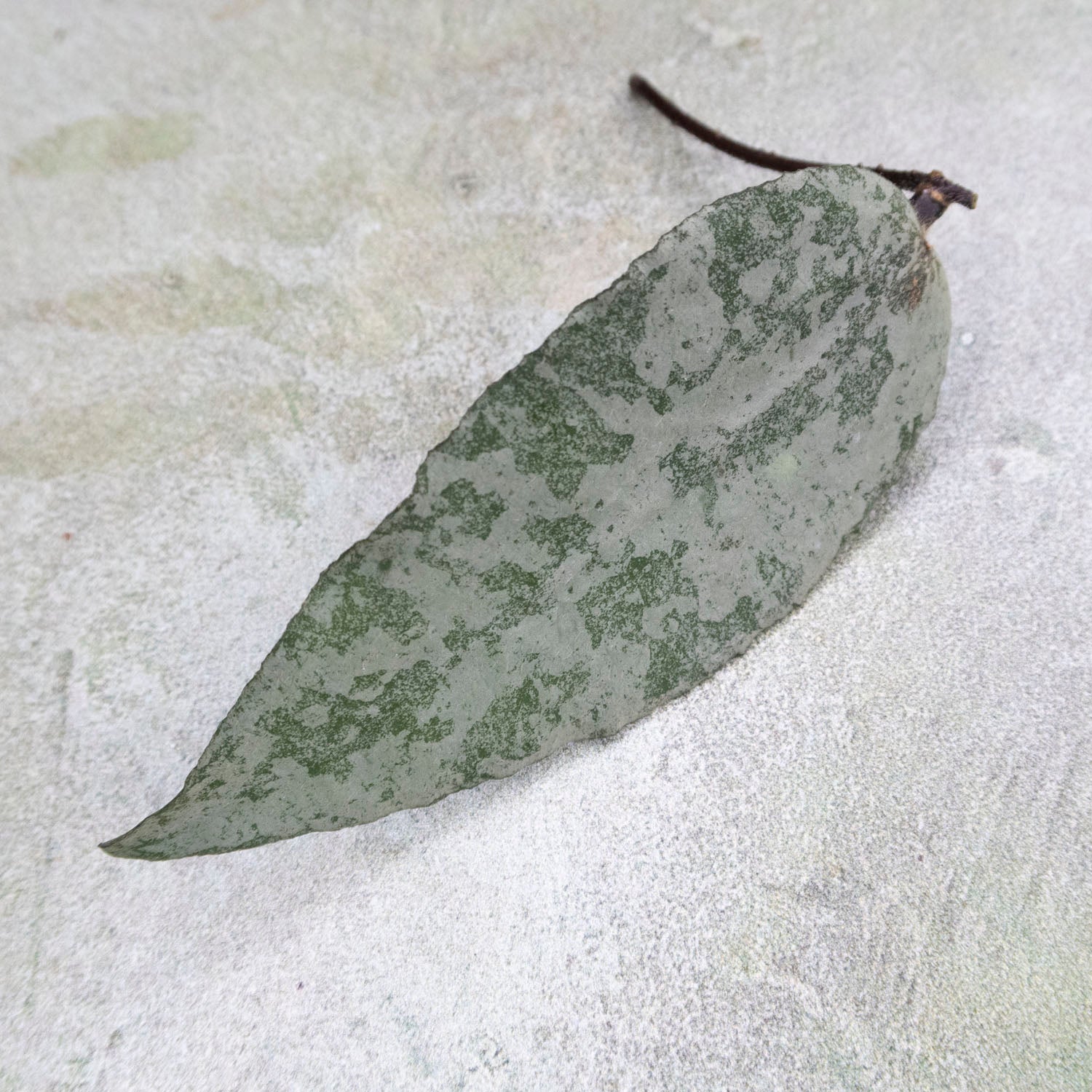 Hoya Caudata Silver