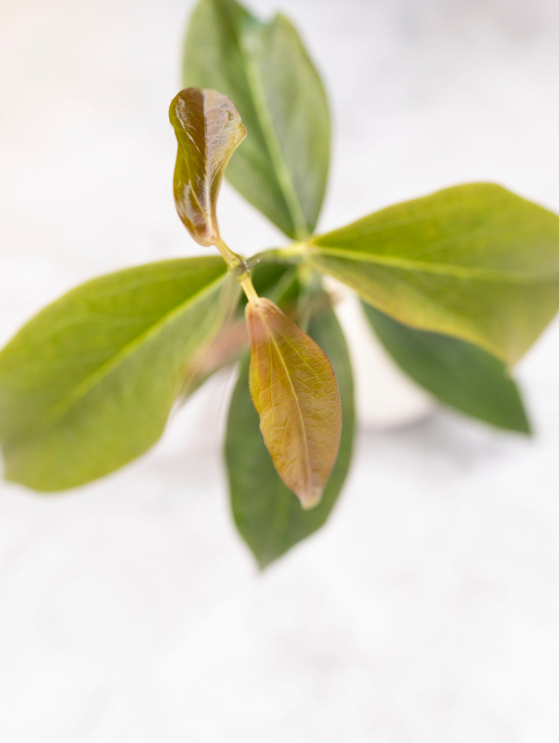 Hoya Chloroleuca