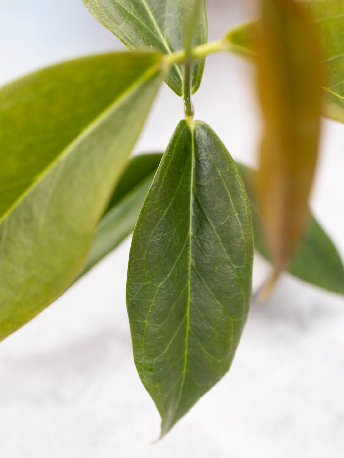 Hoya Chloroleuca