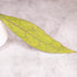 Hoya Clemensiorum Long Leaves