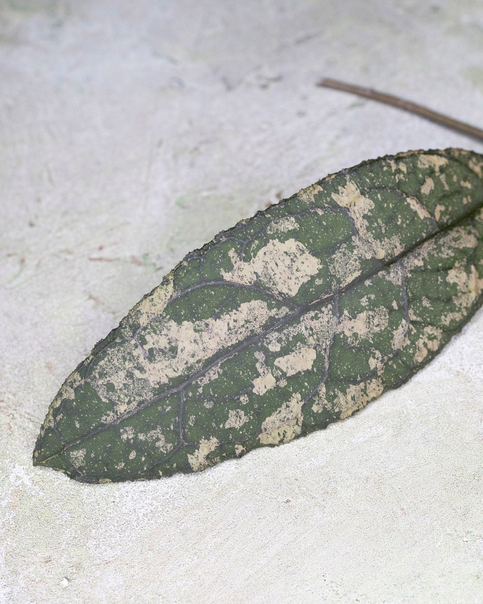 Hoya Clemensiorum sp Sumatra Super Splash
