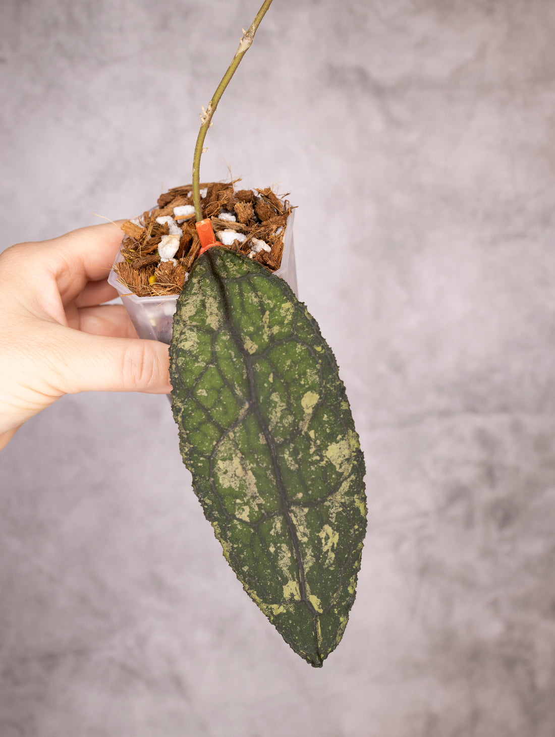Hoya Clemensiorum sp Sumatra Splash