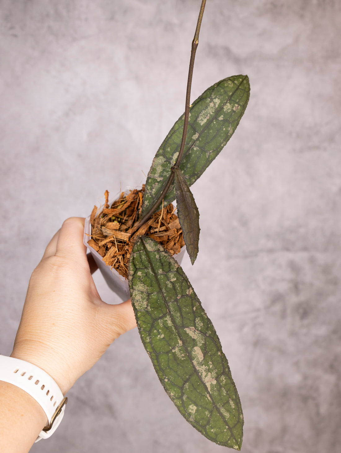 Hoya Clemensiorum sp Sumatra Splash