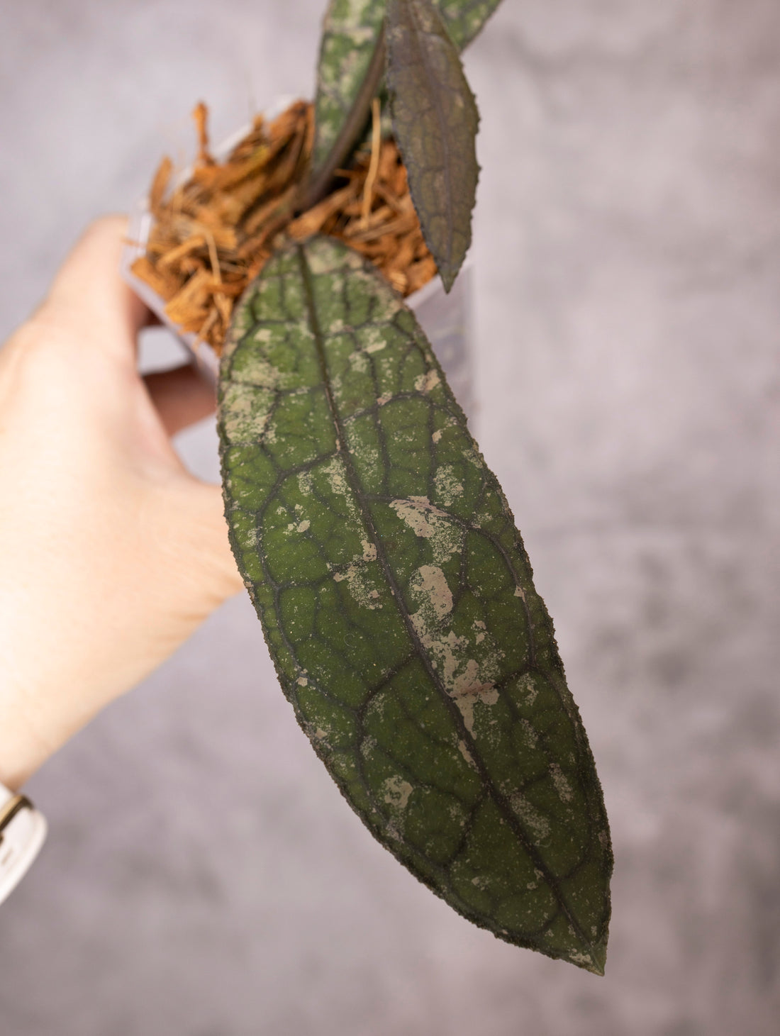 Hoya Clemensiorum sp Sumatra Splash