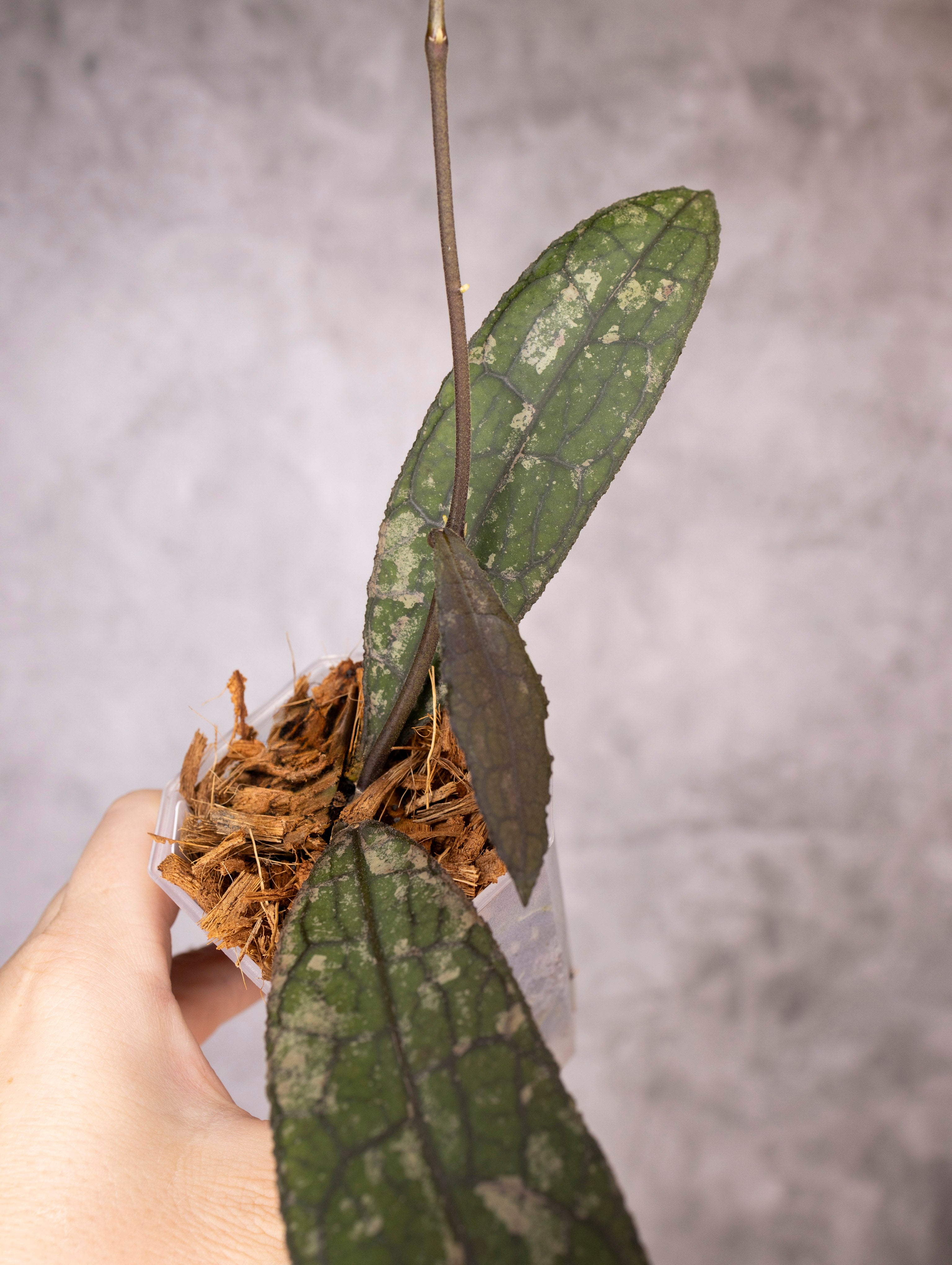 Hoya Clemensiorum sp Sumatra Splash
