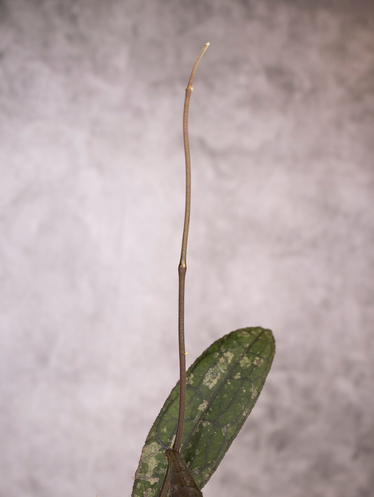 Hoya Clemensiorum sp Sumatra Splash