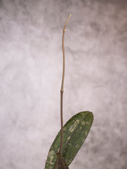 Hoya Clemensiorum sp Sumatra Splash