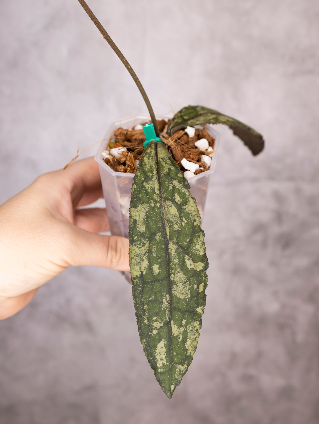 Hoya Clemensiorum sp Sumatra Splash