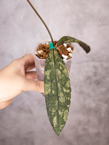 Hoya Clemensiorum sp Sumatra Splash