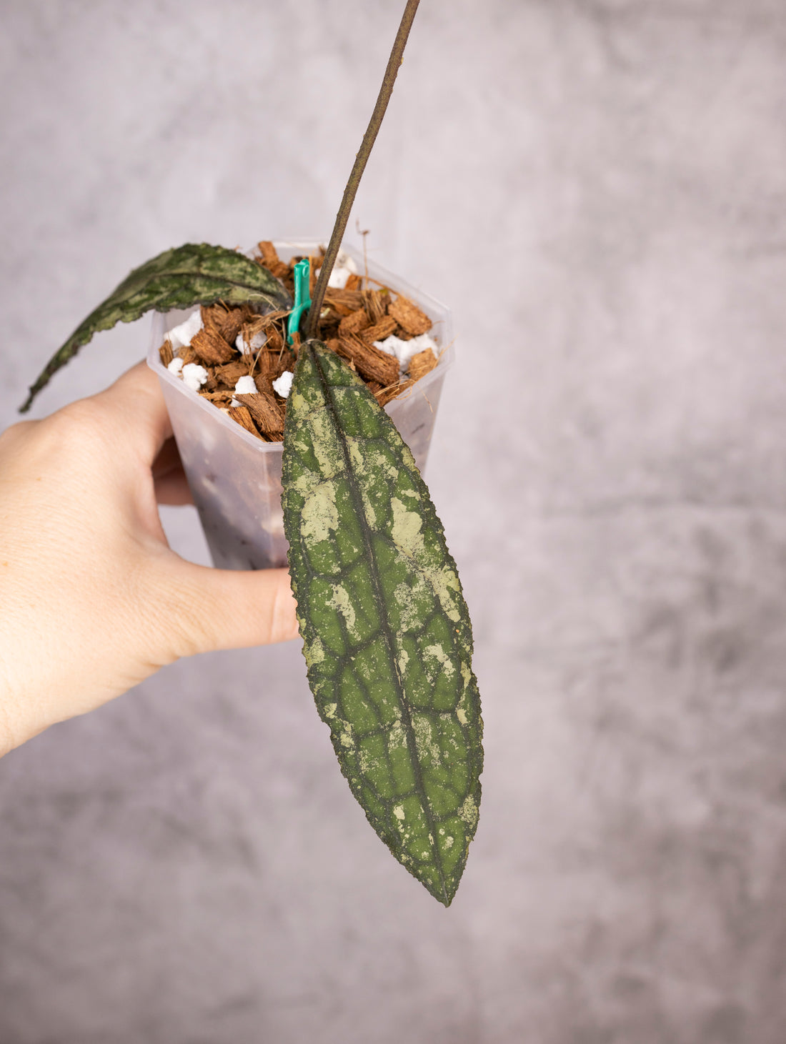 Hoya Clemensiorum sp Sumatra Splash