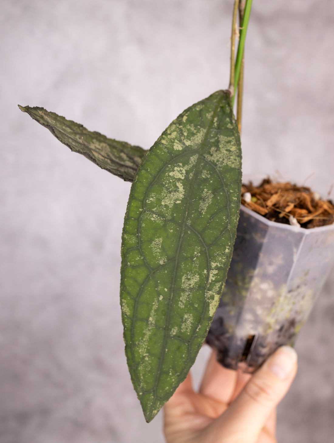 Hoya Clemensiorum sp Sumatra Splash