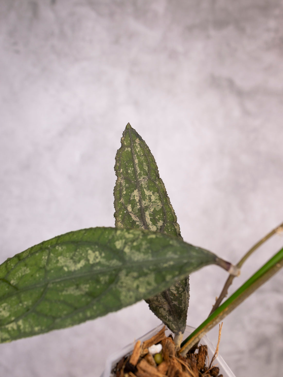 Hoya Clemensiorum sp Sumatra Splash