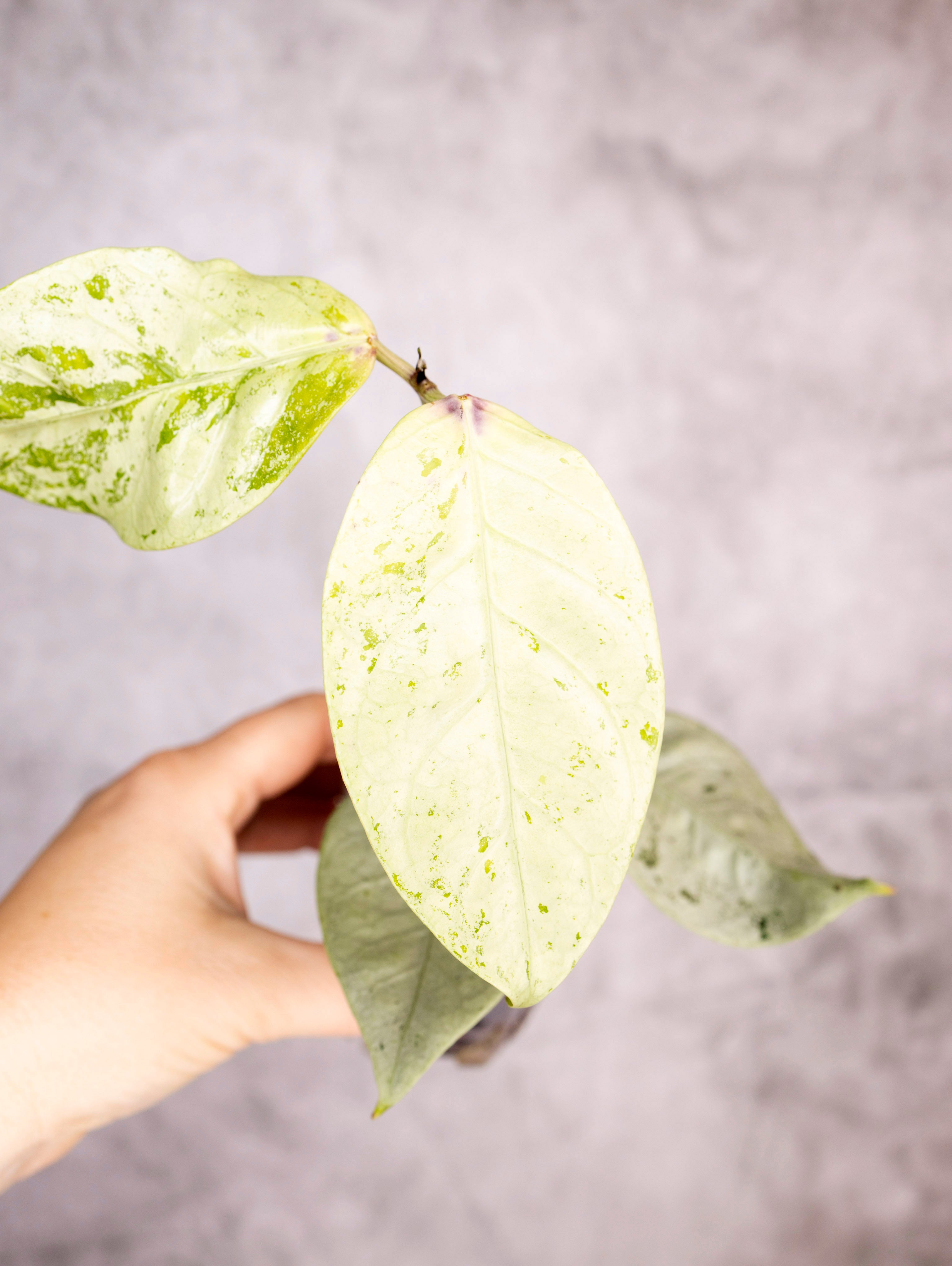 Hoya Coriacea Silver