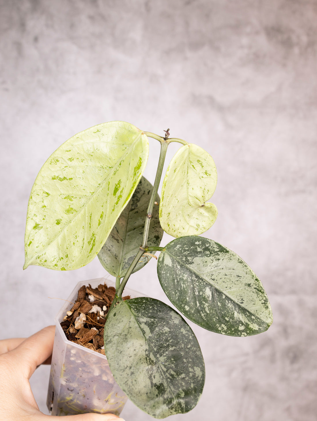 Hoya Coriacea Silver