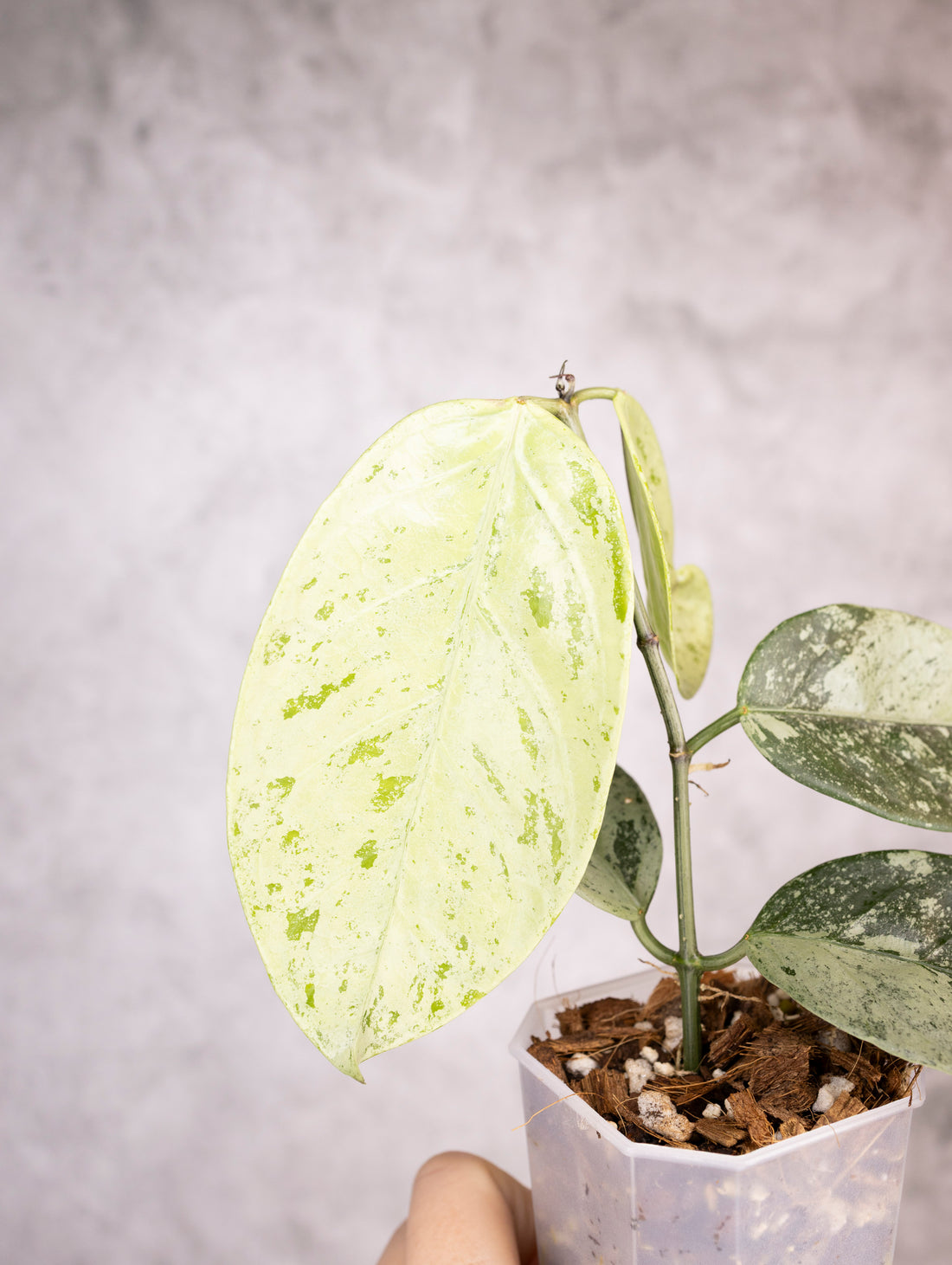 Hoya Coriacea Silver