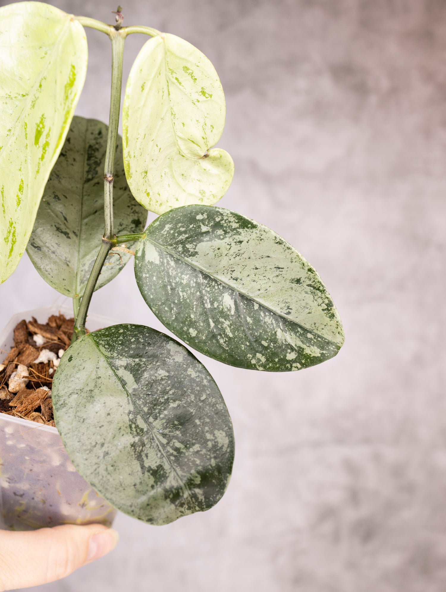 Hoya Coriacea Silver