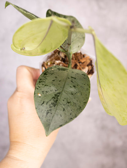 Hoya Coriacea Silver