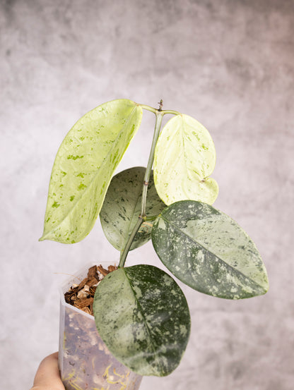 Hoya Coriacea Silver