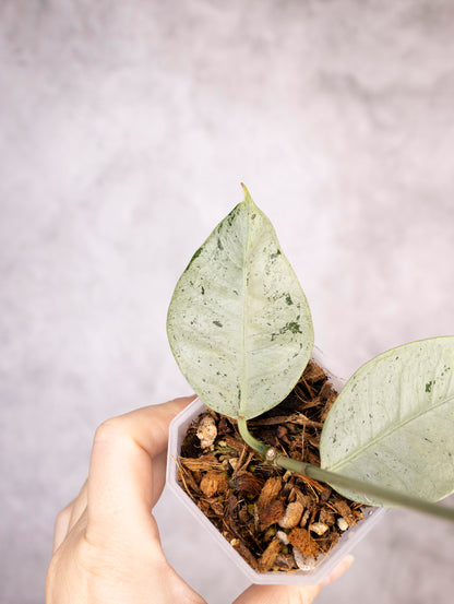 Hoya Coriacea Silver