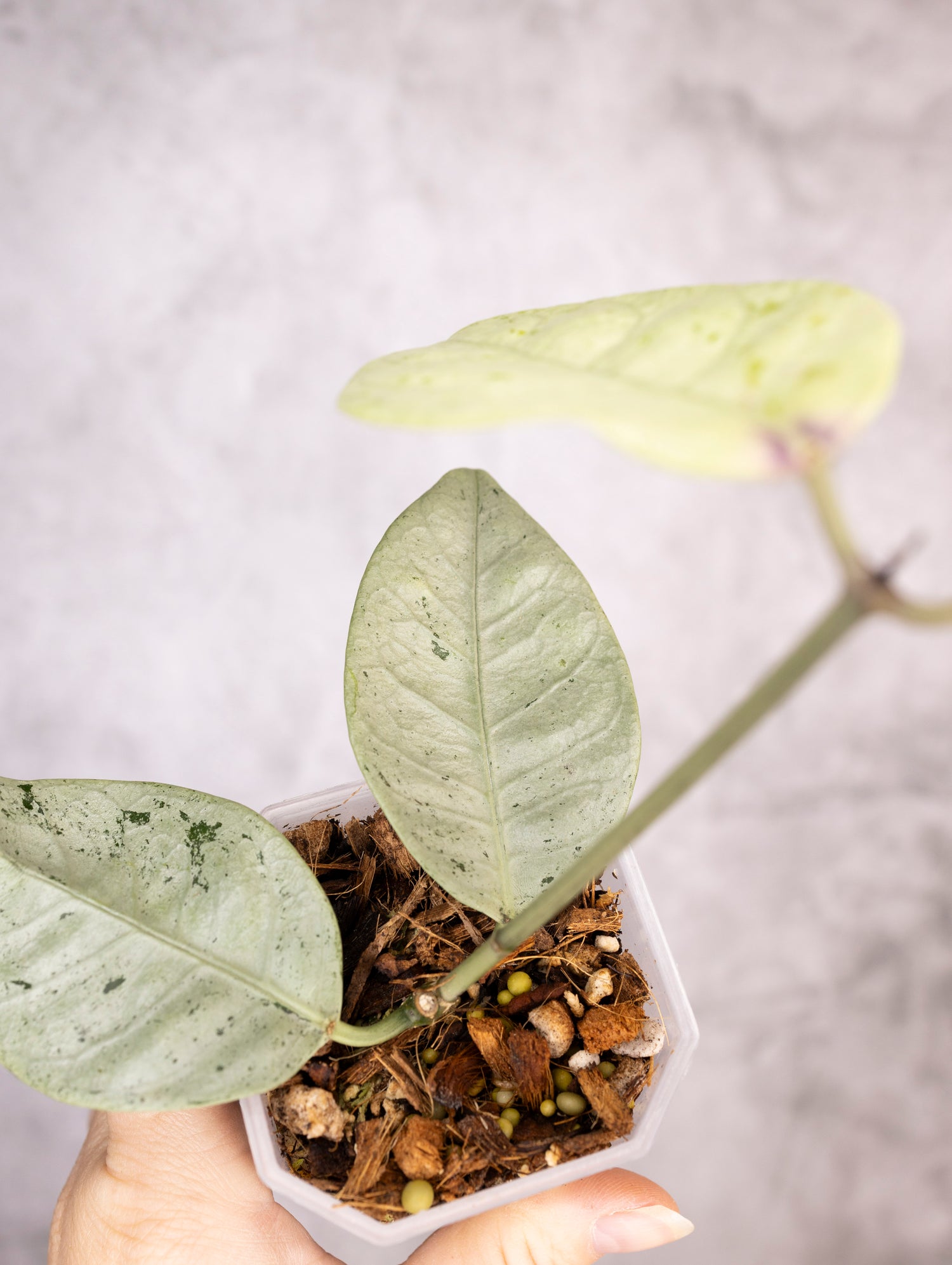 Hoya Coriacea Silver