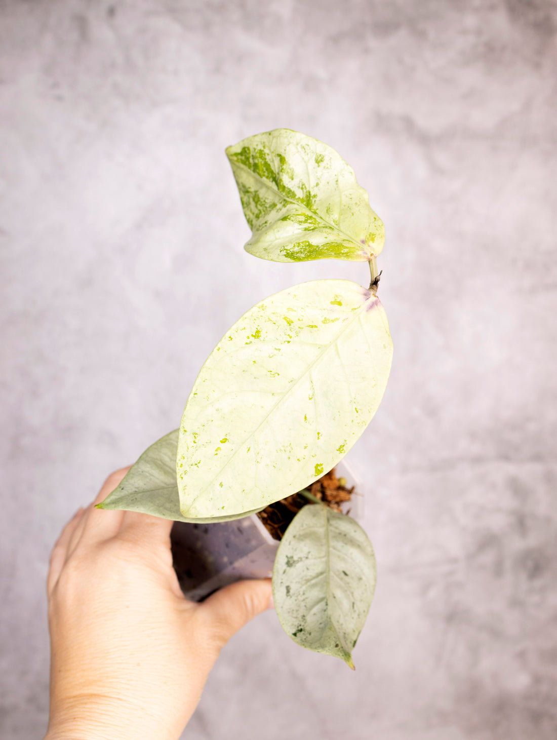 Hoya Coriacea Silver