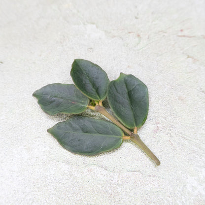 Hoya Corymbosa