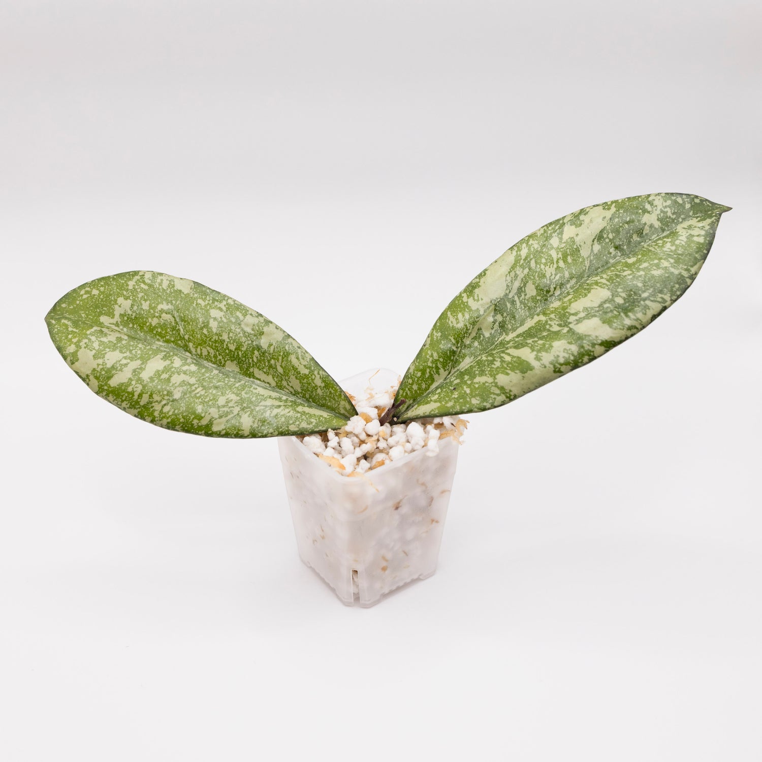 Hoya Crassipetiolata x Michele