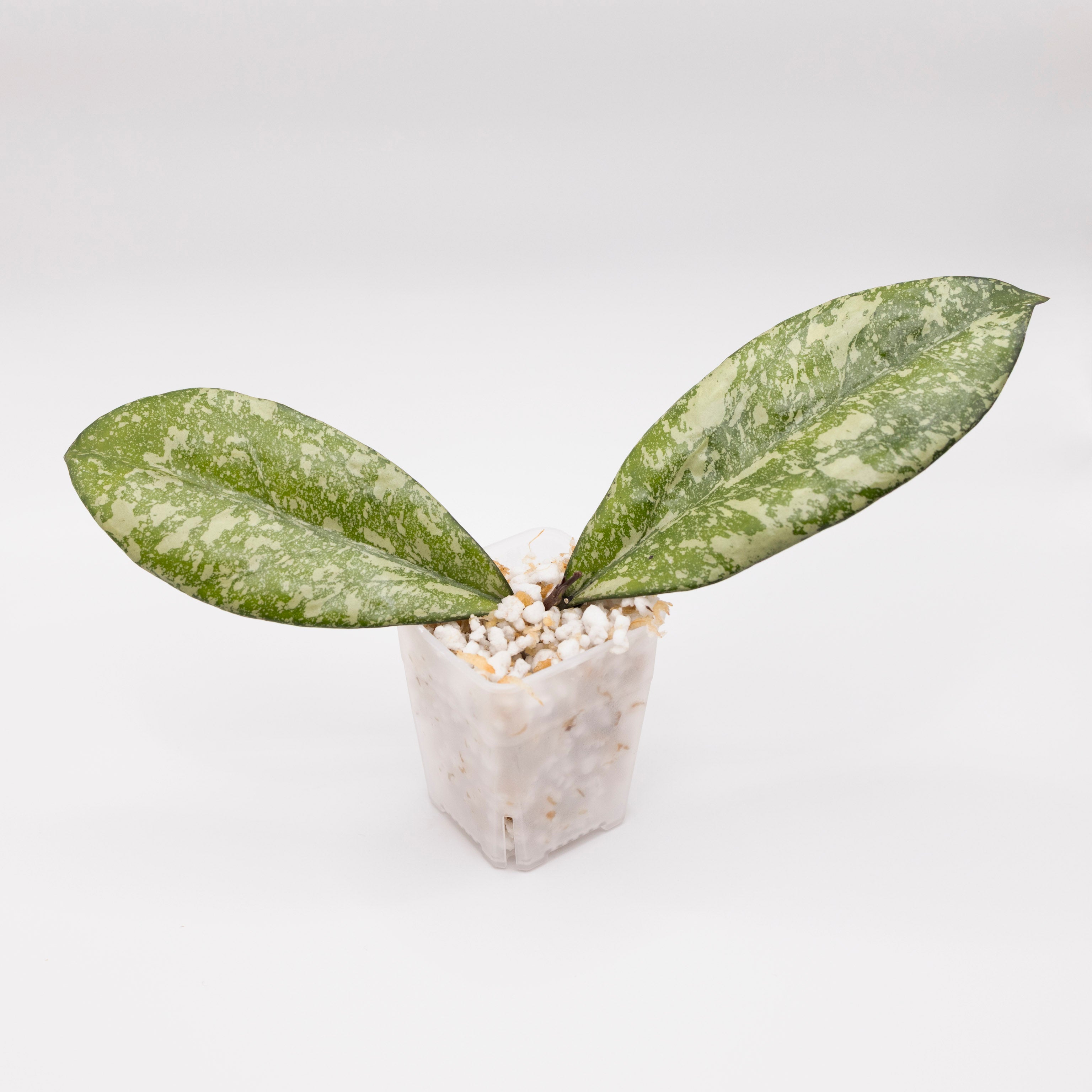 Hoya Crassipetiolata x Michele