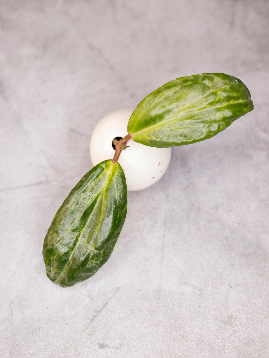 Hoya Crocodile Unrooted cutting