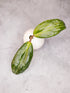 Hoya Crocodile Unrooted cutting
