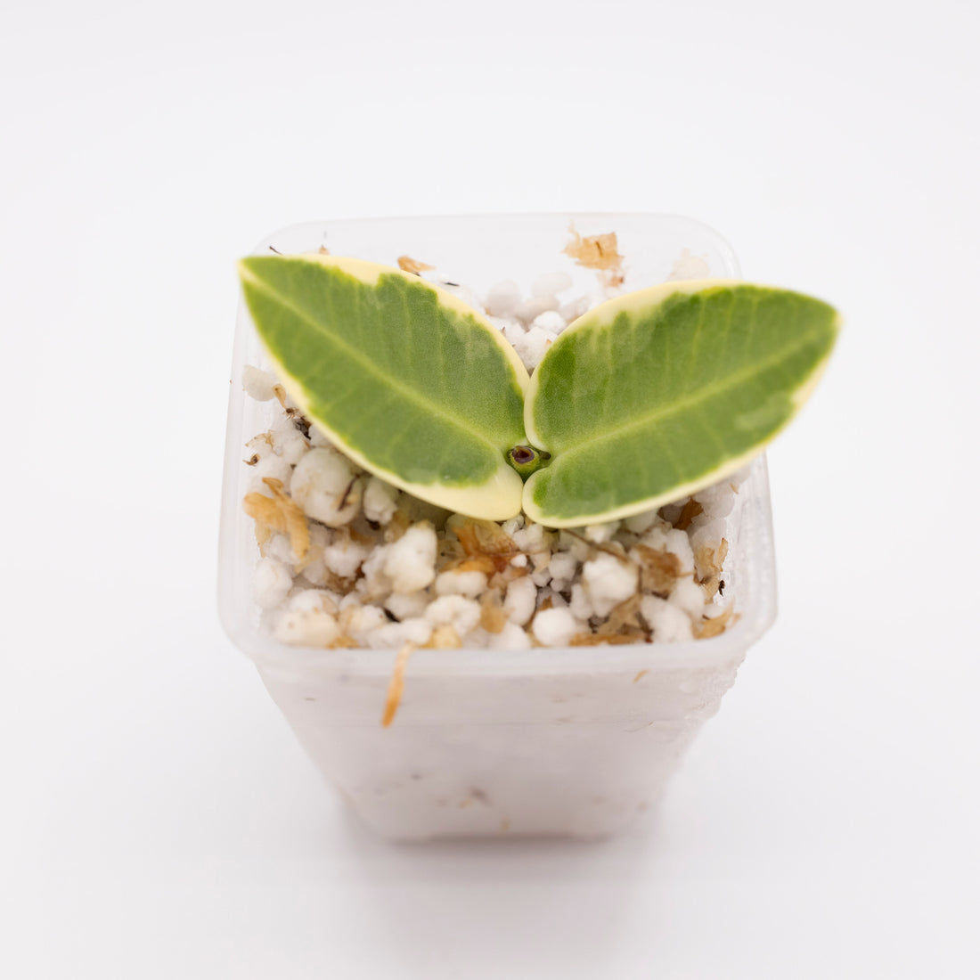 Hoya Cummingiana Outer Variegated