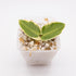 Hoya Cummingiana Outer Variegated
