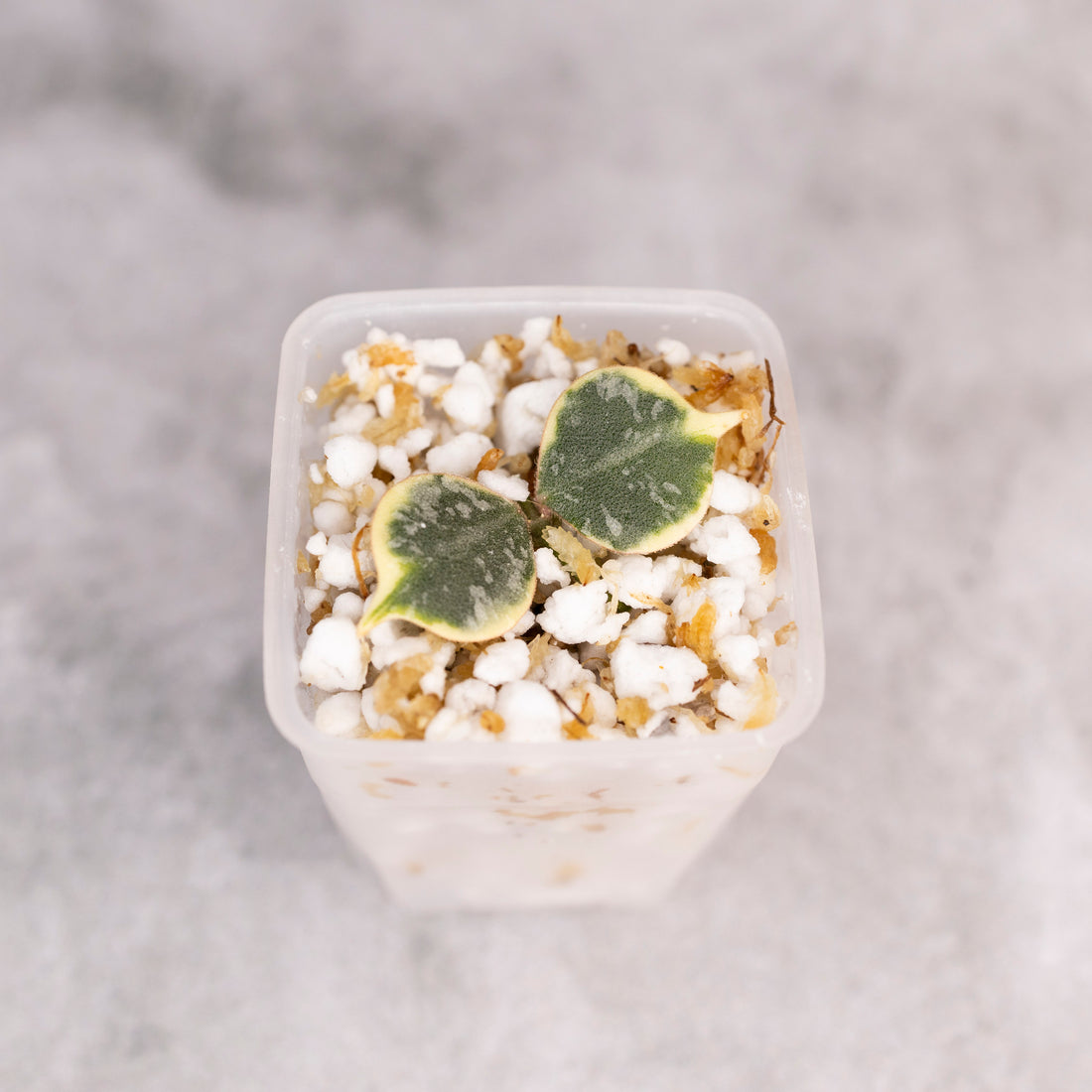 Hoya Curtisii Albomarginata