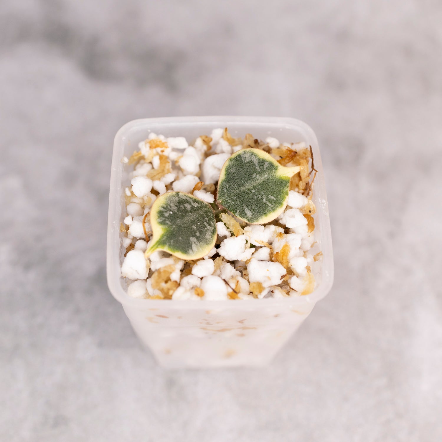 Hoya Curtisii Albomarginata