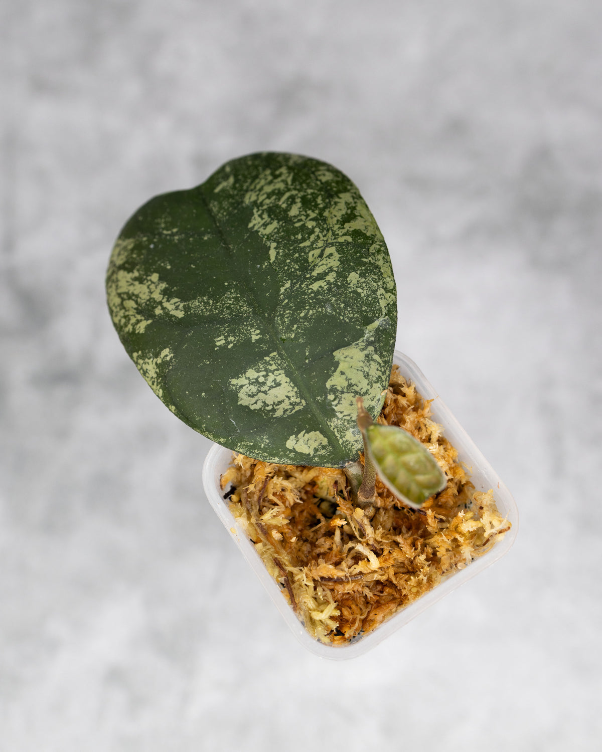 Hoya deykeae &