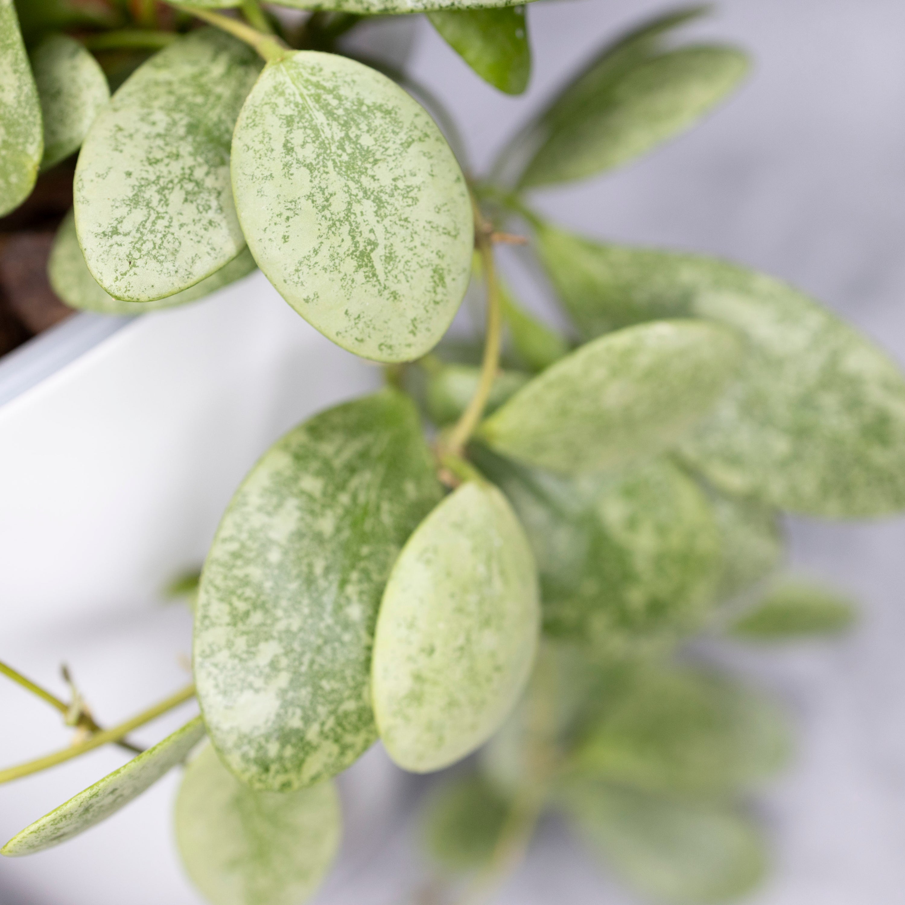 Close-up of green leaves with a blurred background