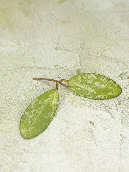 Hoya Elliptica Round Leaf Splash